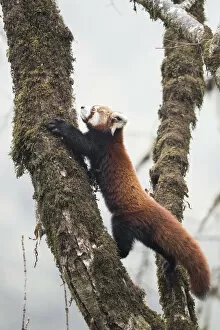 Ailurus Fulgens Gallery: Red panda (Ailurus fulgens) moving about a tree in the typical cloud forest habitat