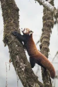 Red panda (Ailurus fulgens) moving about a tree in the typical cloud forest habitat