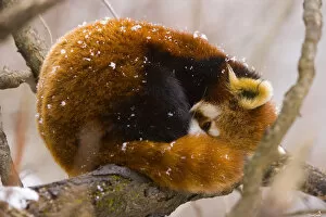 Red panda {Ailurus fulgens} resting on branch in snow, China, captive