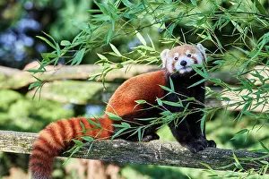 Red panda (Ailurus fulgens) resting on a log, Zoo Parc de Beauval, France. Captive, occurs in China. Endangered