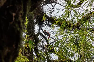 Ailuridae Prints: Red panda (Ailurus fulgens) resting in tree, Singalila National Park, Nepal. Endangered