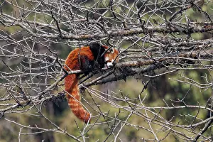 Sticking Out Tongue Prints: Red panda (Ailurus fulgens) resting in tree