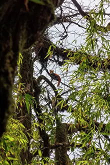 Ailuridae Prints: Red panda (Ailurus fulgens) resting in tree, Singalila National Park, Nepal. Endangered