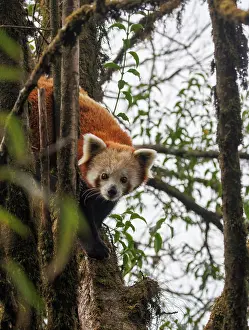 Ailuridae Prints: Red panda (Ailurus fulgens) sitting in tree