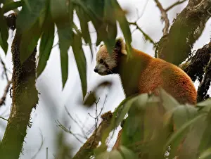 Ailuridae Prints: Red panda (Ailurus fulgens) sitting in tree, Singalila National Park, Nepal. Endangered