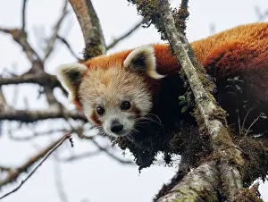 Ailuridae Prints: Red panda (Ailurus fulgens) sitting in tree