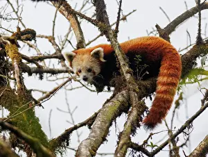 Ailuridae Prints: Red panda (Ailurus fulgens) sitting in tree