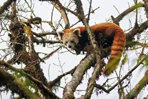 Ailuridae Prints: Red panda (Ailurus fulgens) sitting in tree