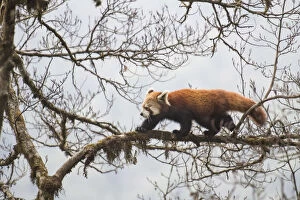 Ailurus Fulgens Gallery: Red panda (Ailurus fulgens) walking along branch of tree, Singalila National Park
