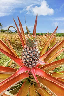 Monocotyledon Collection: Red pineapple (Ananas bracteatus) with fruit, Maui, Hawaii, USA