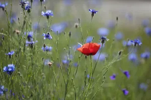 Red poppy (Papaver rhoeas) Brown knapweed (Centaurea jacea) and Forking larkspur