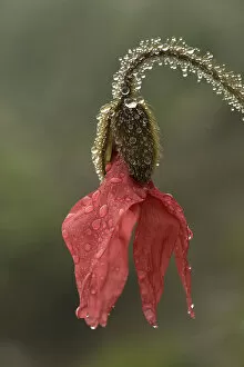 Drips Gallery: Red poppywort (Meconopsis punicea), raindrops on flower and stem. Medicinal plant in Tibet