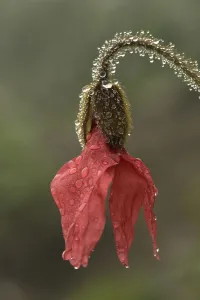 Red poppywort (Meconopsis punicea), raindrops on flower and stem. Medicinal plant in Tibet Red poppywort (Meconopsis punicea), raindrops on flower and stem. Medicinal plant in Tibet