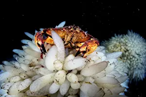 Vancouver Island Prints: Red rock crab (Cancer productus) feeding on the eggs of Opalescent inshore squid (Doryteuthis opalescens)