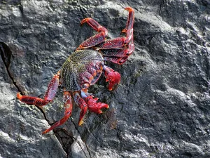 Grapsus Prints: Red rock crab (Grapsus adscensionis) grazing on algae from rock