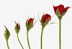 Mark Bowler Prints: Red rose flower opening from bud - sequence, digital composite