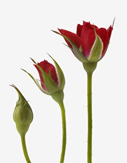 Red rose flower opening from bud - sequence, digital composite