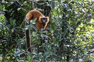 Red ruffed lemur (Varecia rubra) female in understorey of lowland rainforest. Masoala National Park