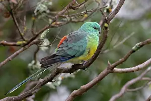True Parrot Prints: Red-rumped parrot (Psephotus haematonotus) perched on branch