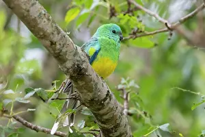 True Parrot Prints: Red-rumped parrot (Psephotus haematonotus) perched on branch