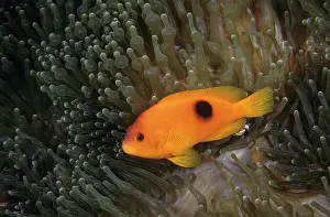 Thailand Prints: Red saddleback anemonefish (Amphiprion ephippium) living with a Bulb-tentacle sea anemone (Entacmaea quadricolor)