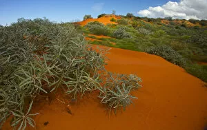 Poales Collection: Red sand desert, with Spinifex grass (Spinifex longifolius) and other vegetation growing after rain