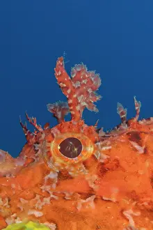 Croatia Prints: Red scorpionfish (Scorpaena scrofa) eye detail, Vis Island, Croatia, Adriatic Sea