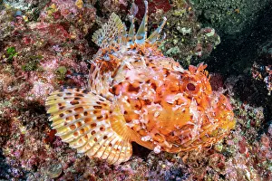 Croatia Prints: Red scorpionfish (Scorpaena scrofa) resting on a reef, Vis Island, Croatia, Adriatic Sea