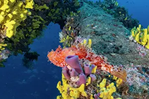 Croatia Prints: Red scorpionfish (Scorpaena scrofa) among Yellow sponges