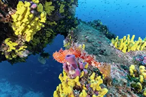 Croatia Prints: Red scorpionfish (Scorpaena scrofa) among Yellow sponges