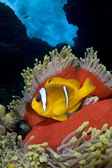 Anenome Fish Gallery: Red Sea anemonefish (Amphiprion bicinctus) in Magnificent sea anemone (Heteractis magnifica)