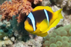 Red Sea anemonefish (Amphiprion bicinctus) in anemone. Egypt, Red Sea