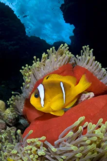 Red Sea anemonefish (Amphiprion bicinctus) in Magnificent sea anemone (Heteractis magnifica)