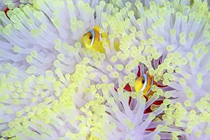 Environmental Issues Prints: Red Sea anemonefish (Amphiprion bicinctus) pair