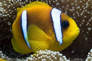 Red Sea anemonefish (Amphiprion bicinctus) in sea-anemone, Red Sea