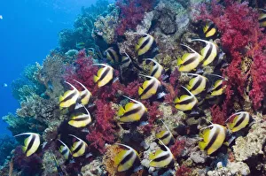 World Oceans Day 2021 Prints: Red Sea bannerfish (Heniochus intermedius) large school with soft corals. Egypt, Red Sea