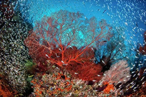 Images Dated 2021 April: Red sea fan (Melithaea sp.) is surrounded by Glassfish ( Apogon sp.) on a coral reef