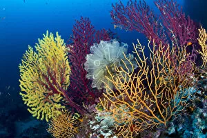 Coelentrerata Collection: Red sea fan (Paramuricea clavata) with gorgonian corals and Light-bulb sea squirt