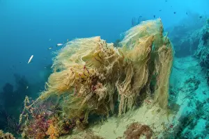 Italy Prints: Red sea fan (Paramuricea clavata) covered in mucilage