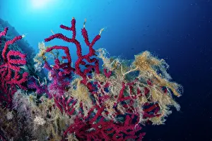 Croatia Prints: Red sea fan (Paramuricea clavata) damaged from mucilage, Vis Island, Croatia, Adriatic Sea