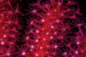Croatia Prints: Red sea fan (Paramuricea clavata) polyps detail, Vis Island, Croatia, Adriatic Sea