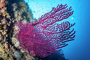 Croatia Prints: Red sea fan (Paramuricea clavata) on a reef, Vis Island, Croatia, Adriatic Sea