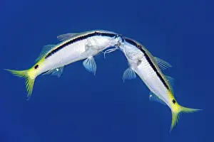 Coloured Background Prints: Two Red Sea goatfish (Parupeneus forsskali) wrapping their barbels around each other