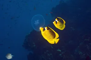 Red Sea racoon / Striped butterflyfish (Chaetodon fasciatus) feeding on a jellyfish