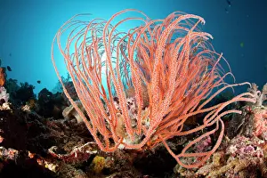 Ellisella Prints: Red sea whip coral (Ellisella grandis) on coral reef
