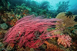 Subergorgiidae Prints: Red sea whips (Ellisella sp.), Yellow sea fan (Annella sp)