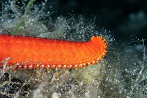 Croatia Prints: Red seastar (Hacelia attenuata) arm detail, Vis Island, Croatia, Adriatic Sea