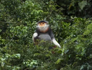 2019 July Highlights Prints: Red shanked douc langur (Pygathrix nemaeus) Son Tra Nature Reserve, Vietnam