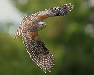 Florida Prints: Red-shouldered hawk (Buteo lineatus) in flight