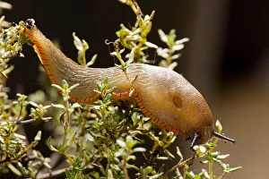 Eupulmonata Prints: Red slug (Arion rufus), Bristol, England, UK, September